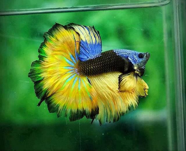 Cupang Halfmoon