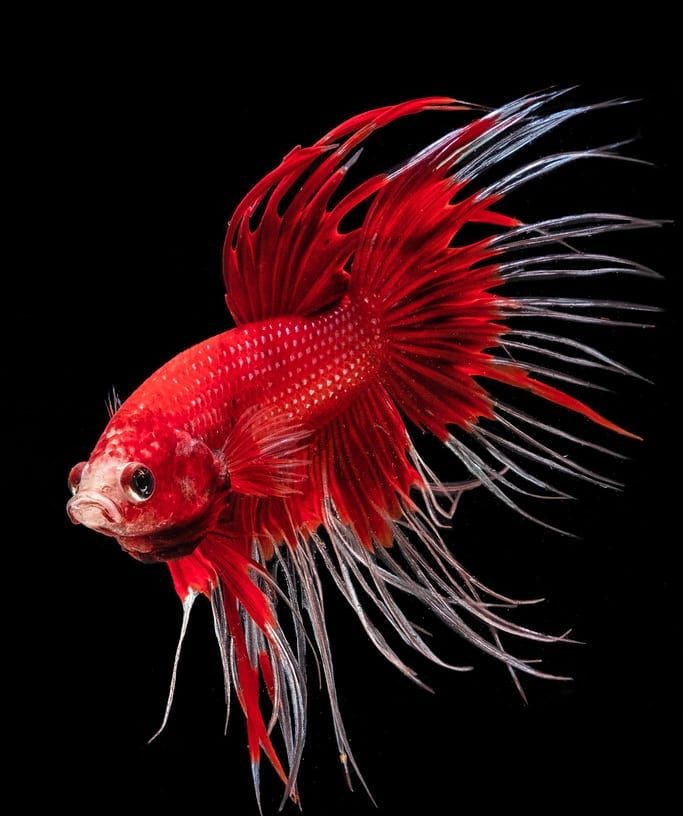 Cupang Crown Tail