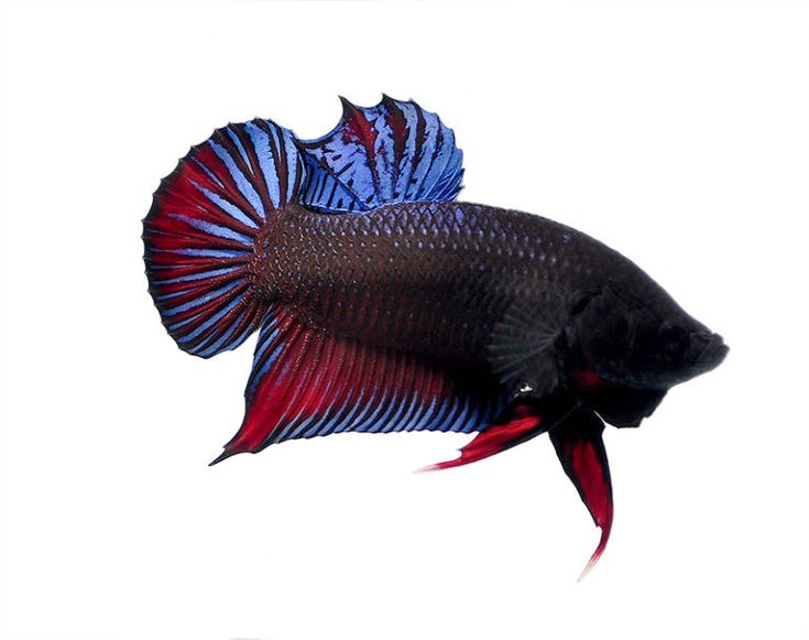Cupang Plakat